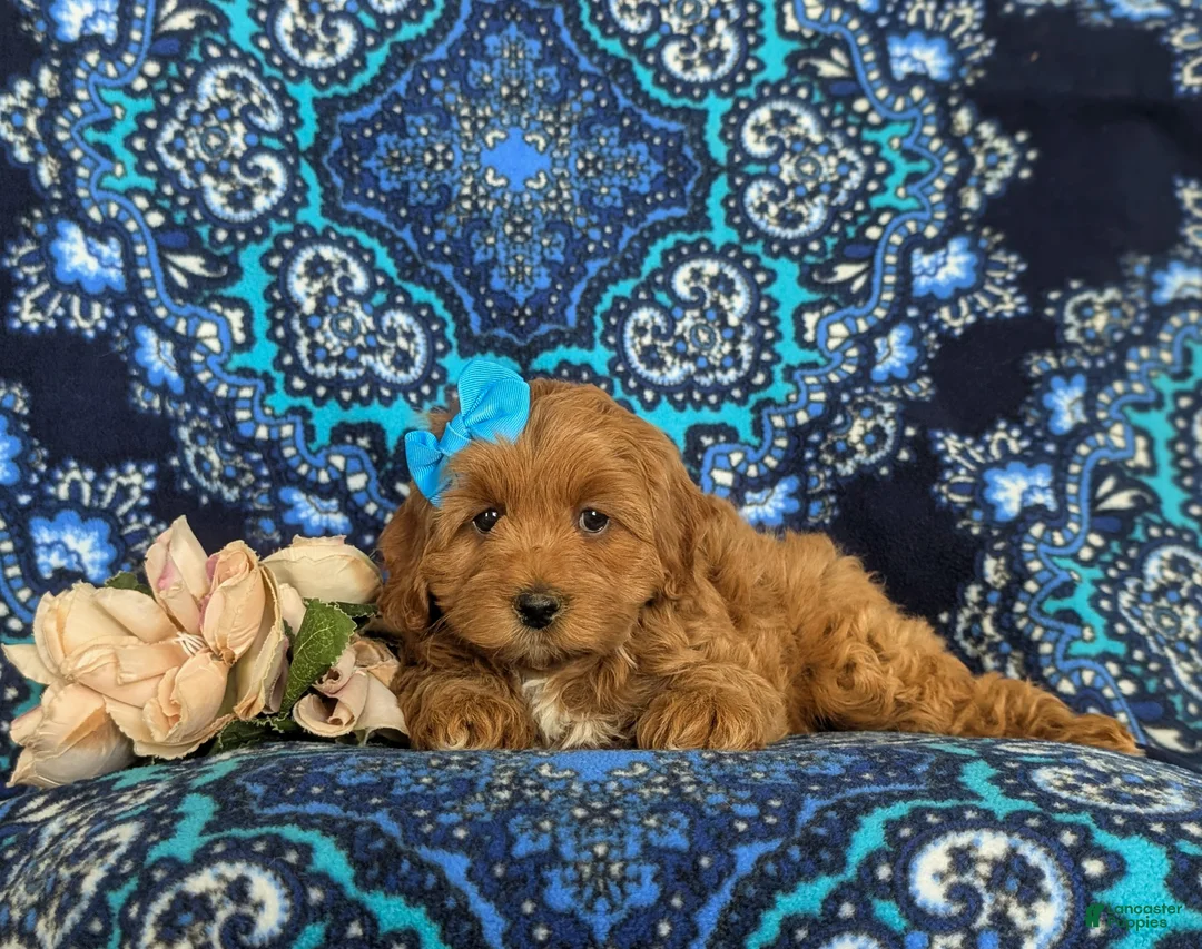 Cockapoo dogs for sale: Nutmeg Hypoallergenic - Ad 5