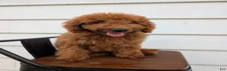 Irish Doodle dogs for sale: Mini Irish Doodle  - Ad 3