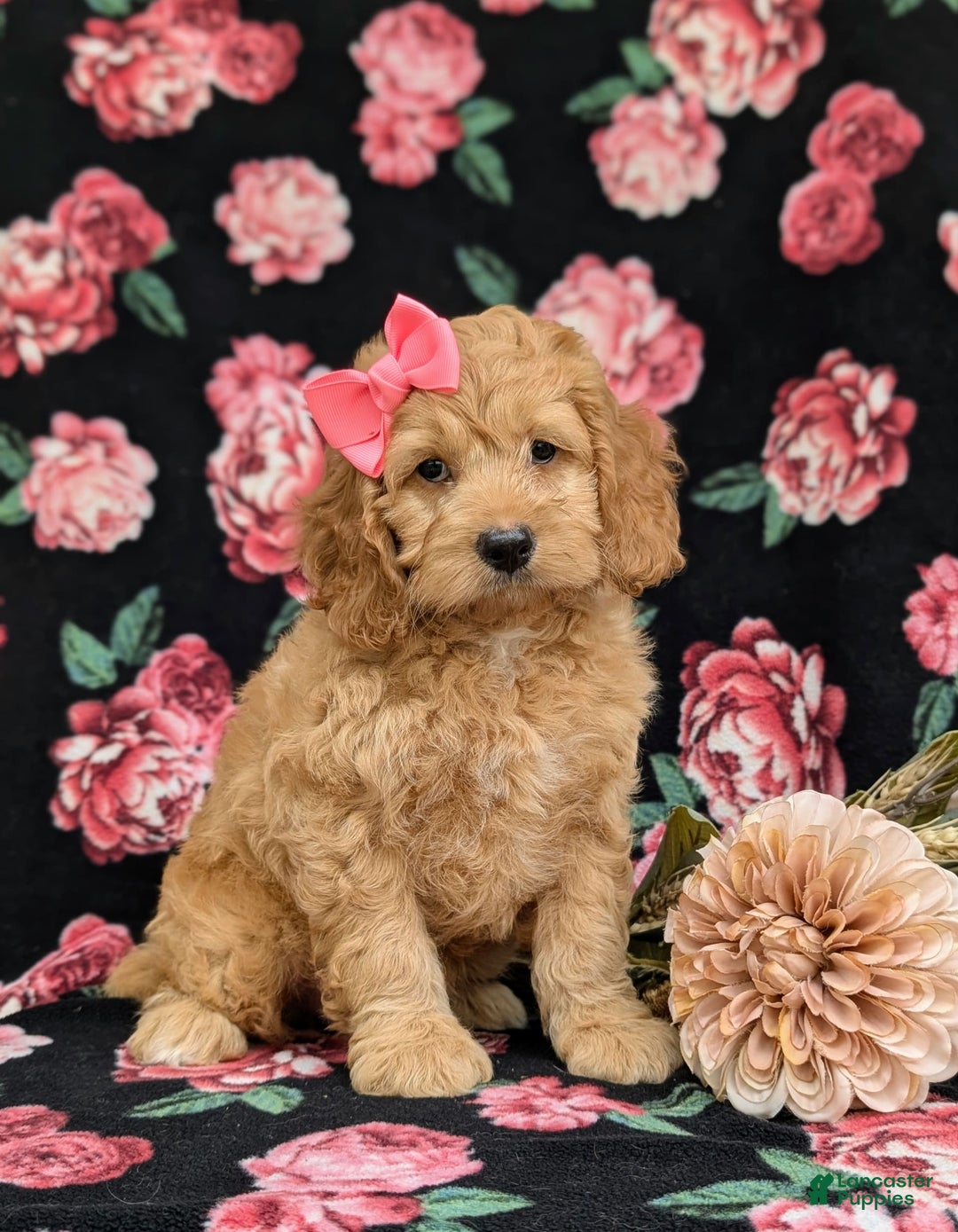 Cockapoo dogs for sale: Leon - Ad 8