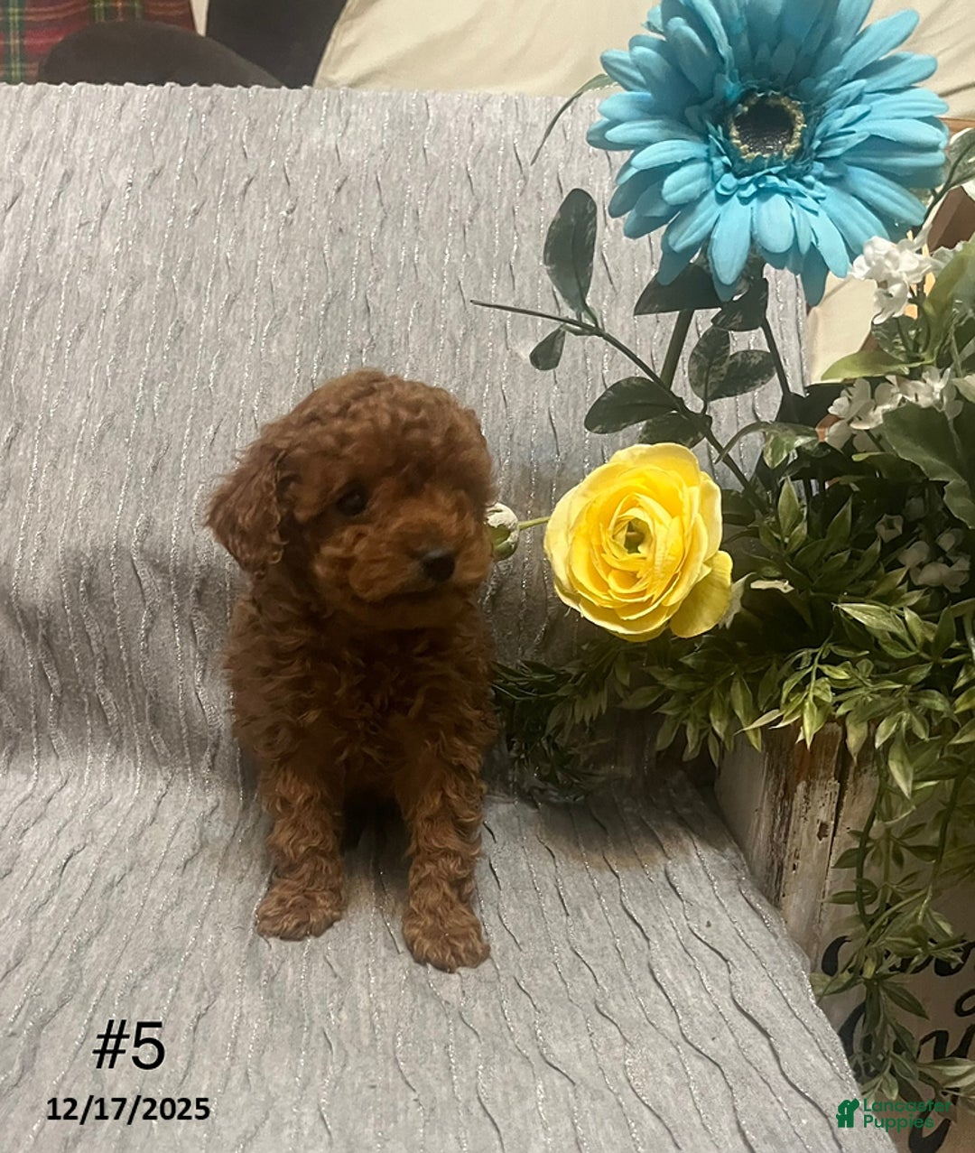 Miniature Poodle dogs for sale: Missy - Ad 2