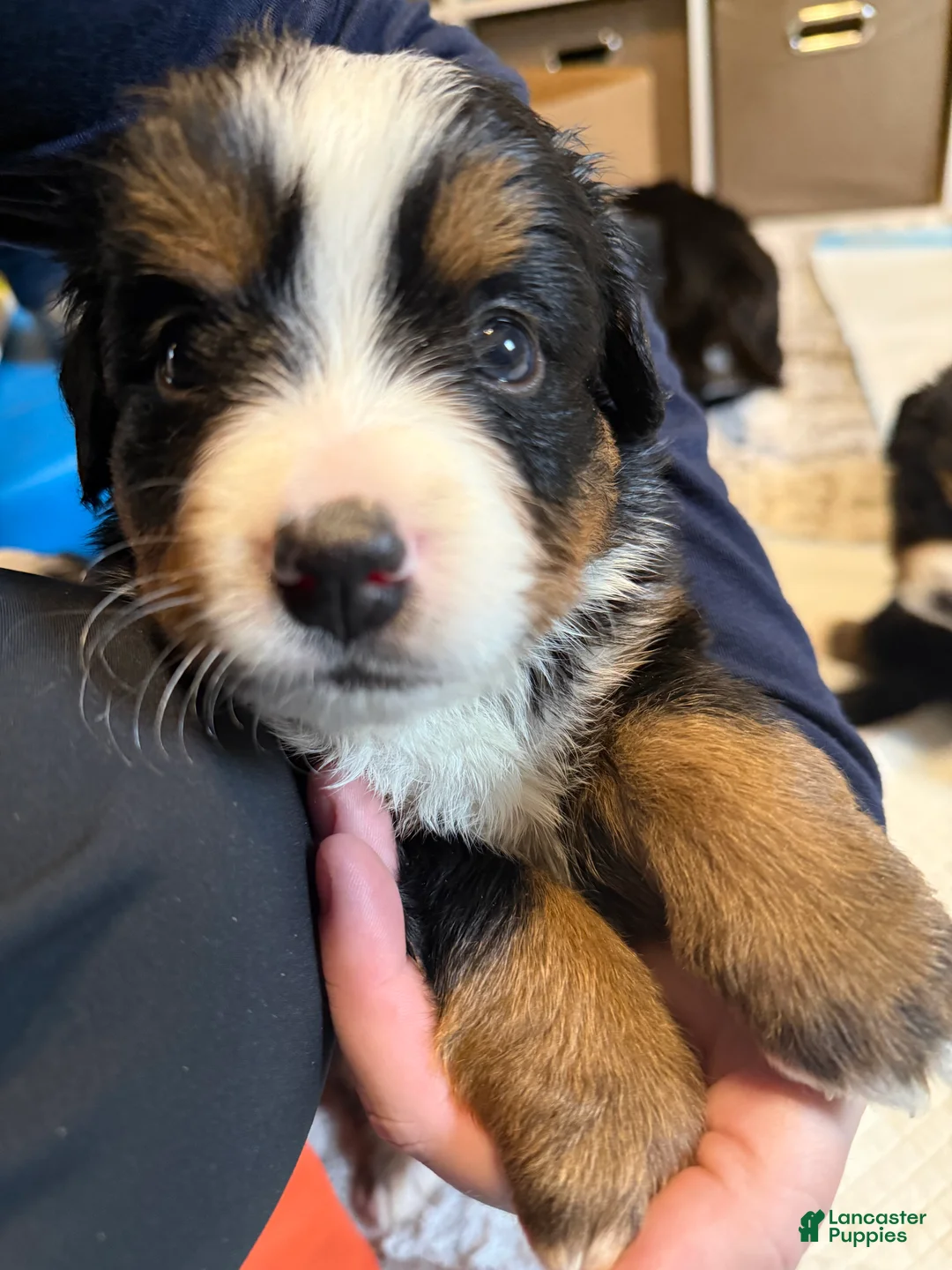 Bernese Mountain Dog dogs for sale: Deb - Ad 2
