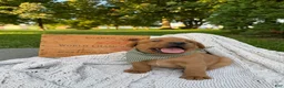 Labrador Retriever dogs for sale: River - Ad 6