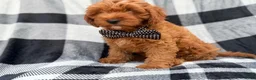 Cavapoo dogs for sale: Benny - Ad 3