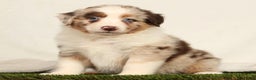 Miniature Australian Shepherd dogs for sale: Daffodil - Ad 4