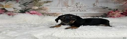 Miniature Dachshund dogs for sale: AKC-Cooper - Ad 10