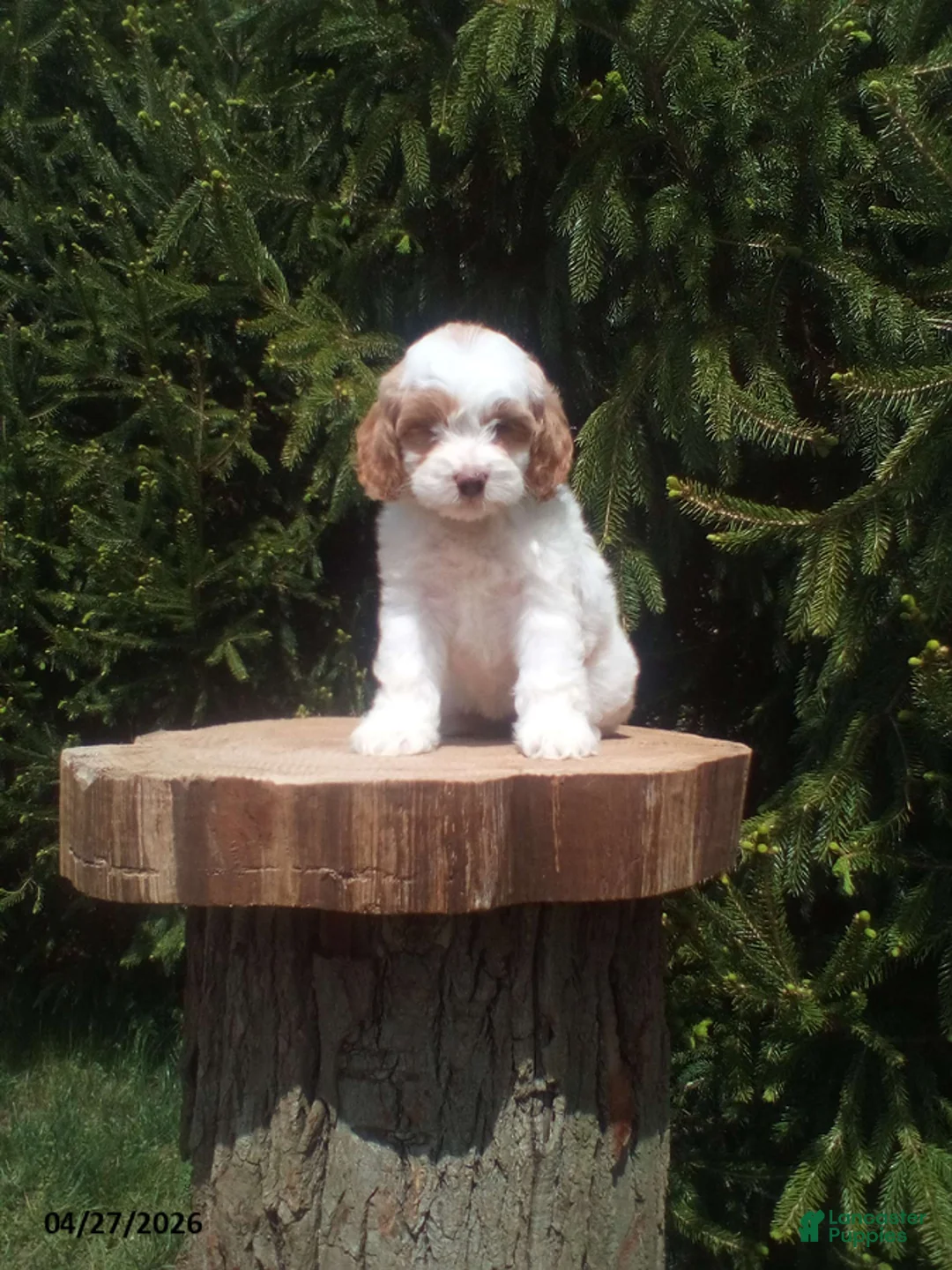 Cockapoo dogs for sale: Lady - Ad 2