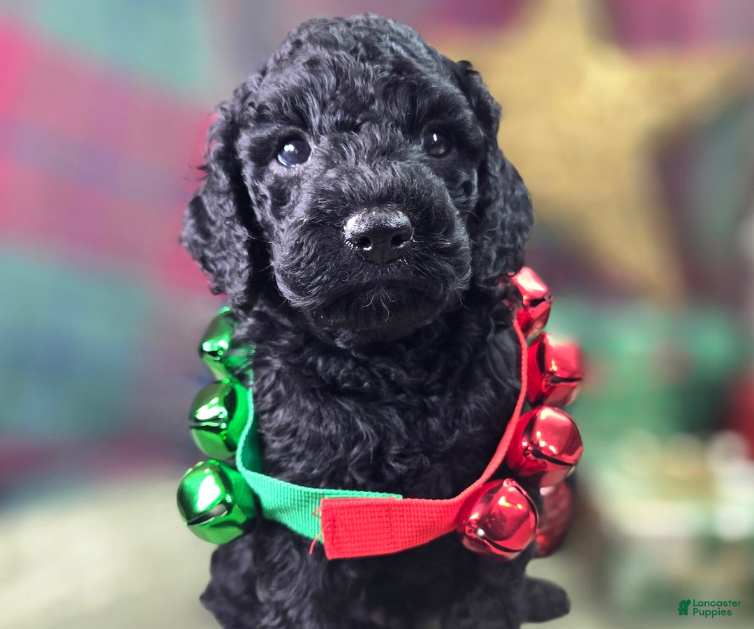 Cockapoo dogs for sale: Foggy - Ad 24
