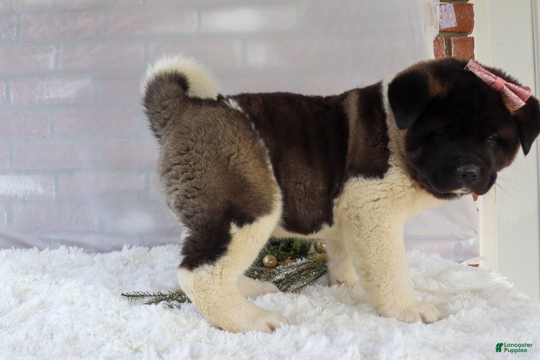 Akita dogs for sale: Rosa - Ad 13