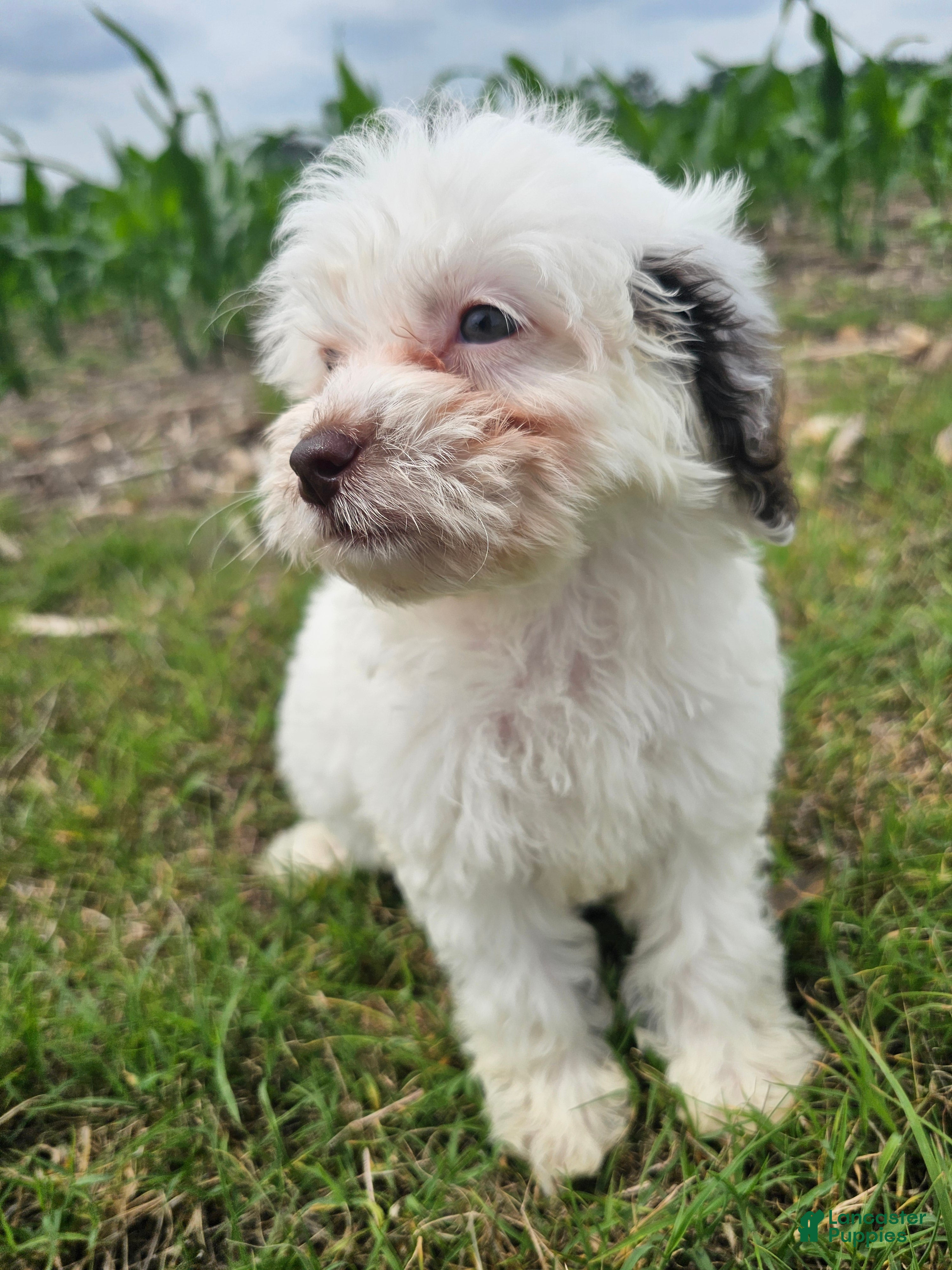Mini Goldendoodle dogs Lily - Ad 2