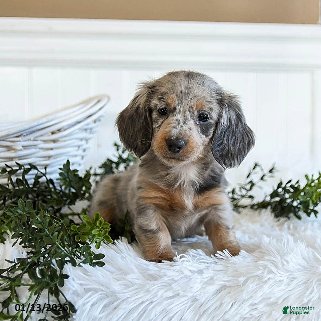 Miniature Dachshund dogs for sale: Molly - Ad 1