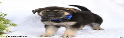 German Shepherd dogs for sale: Raven - Ad 5