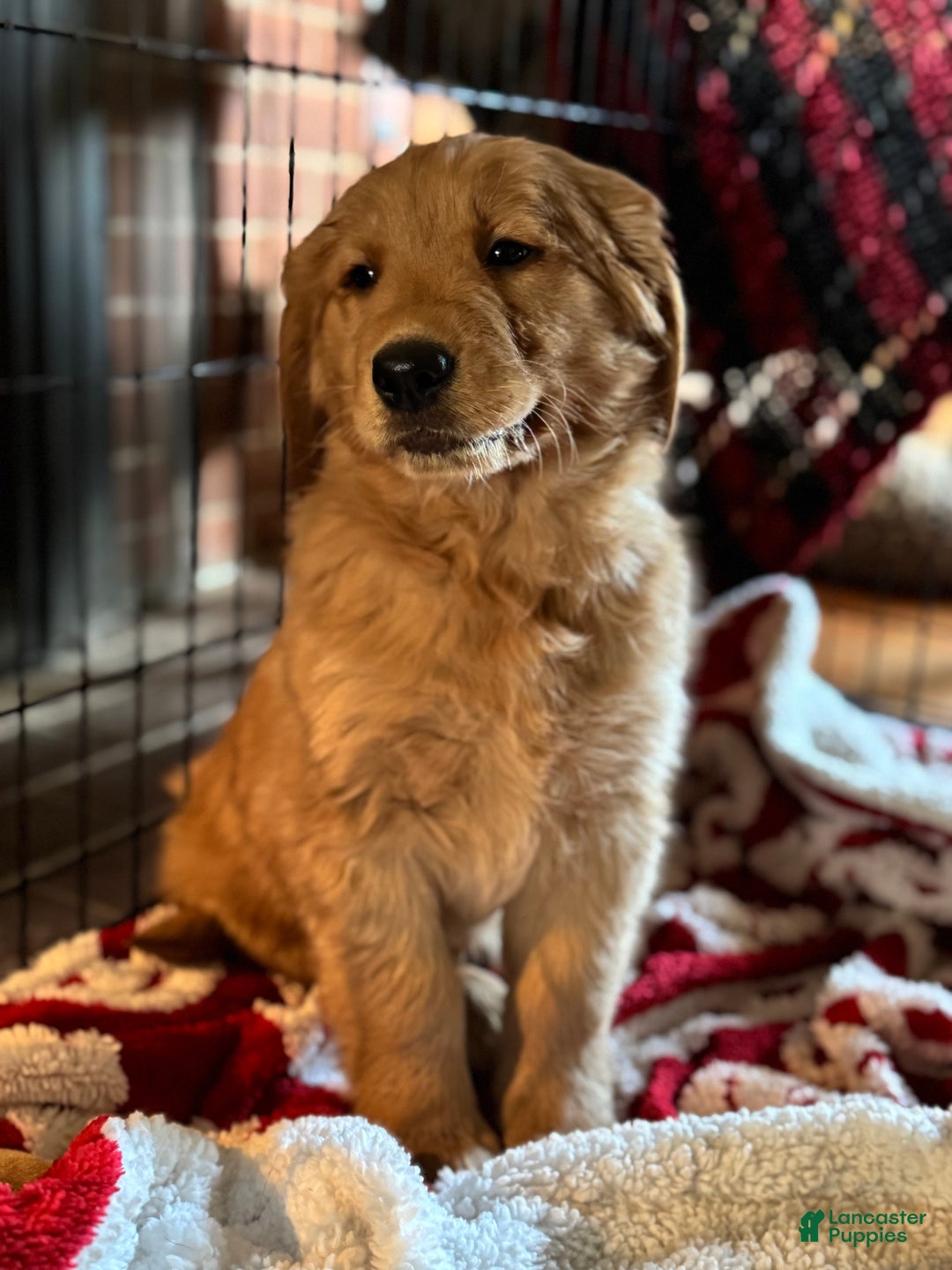 Golden Retriever dogs for sale: Marley - Ad 1