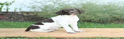 German Shorthaired Pointer dogs for sale: Candy - Ad 4
