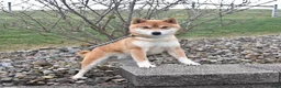 Shiba Inu dogs for sale: Heidi - Ad 6