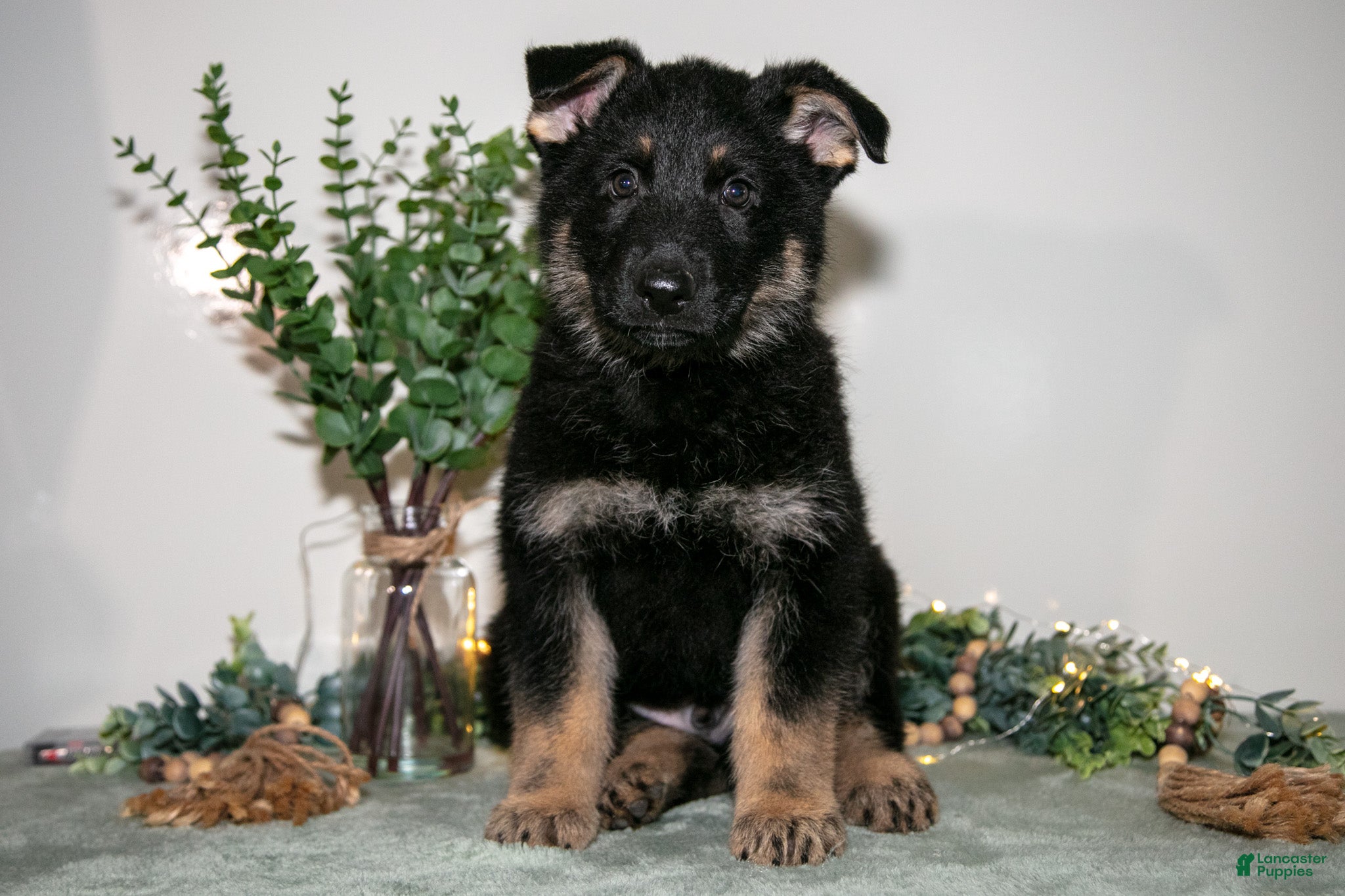 German Shepherd dogs Jax - Ad 1