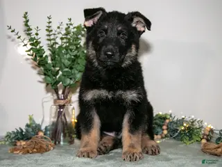 German Shepherd dogs for sale: Jax - Ad 3