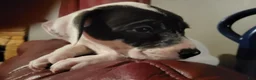 American Pit Bull Terrier dogs for sale: American Pit Bull Terrier 3 - Ad 3
