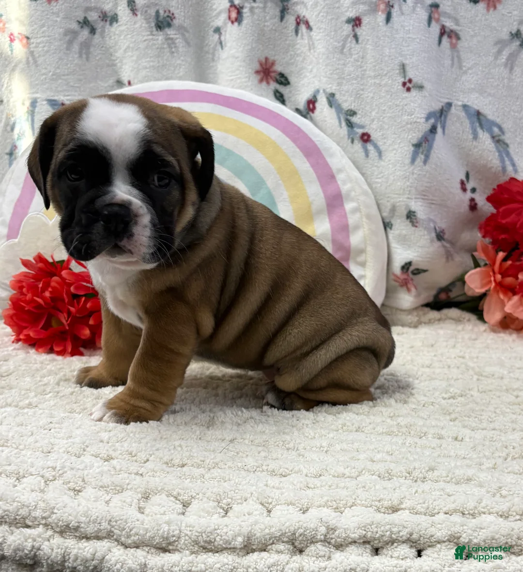 English Bulldog dogs for sale: Lacey - Ad 1