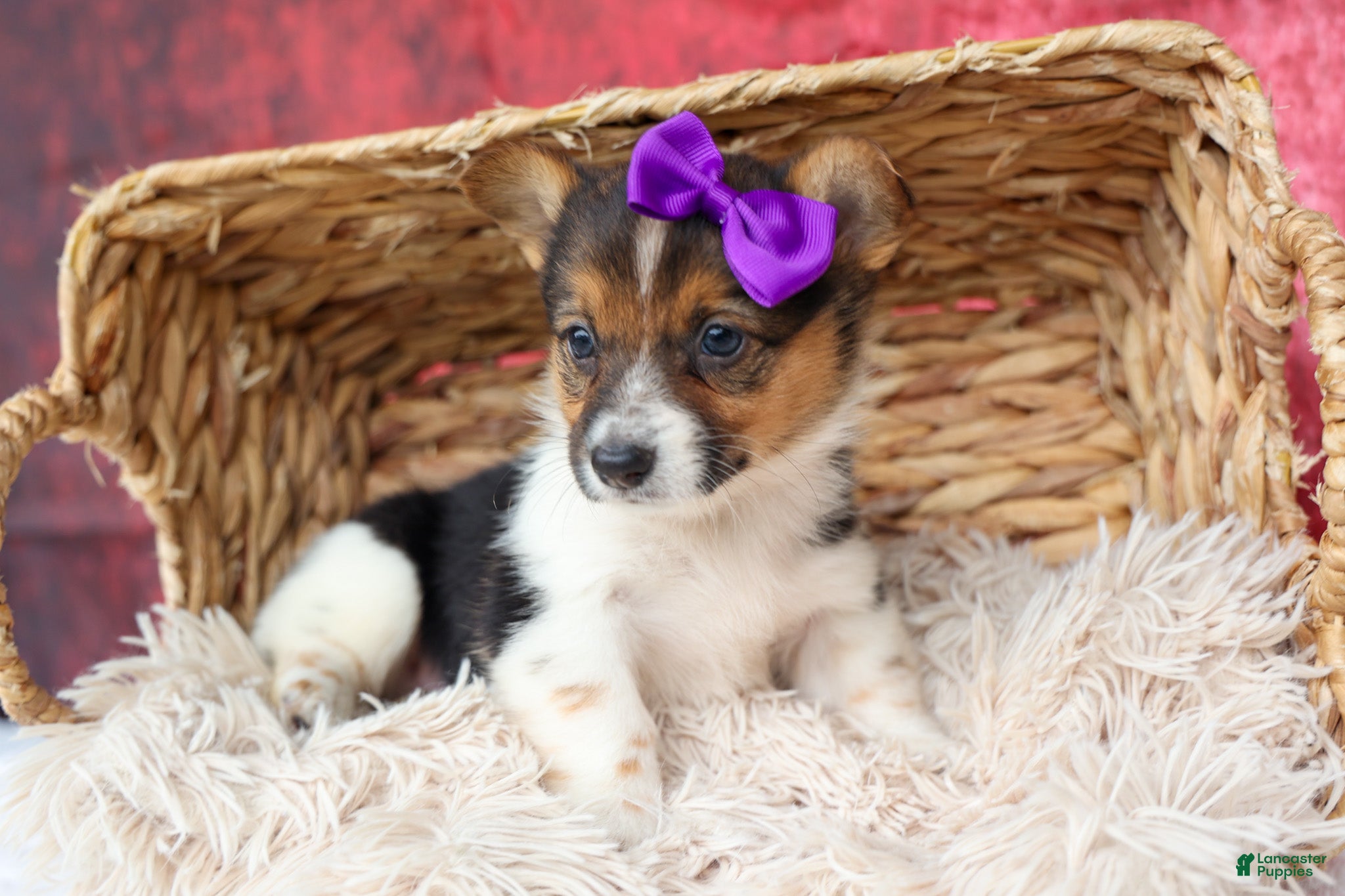 Welsh Corgi Pembroke dogs for sale: Abby🩷  - Ad 1
