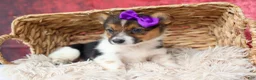 Welsh Corgi Pembroke dogs for sale: Abby🩷  - Ad 5
