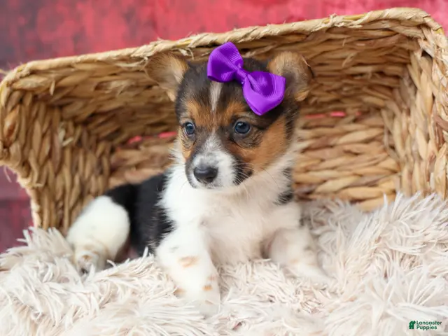Welsh Corgi Pembroke dogs for sale: Abby🩷 - Ad 1