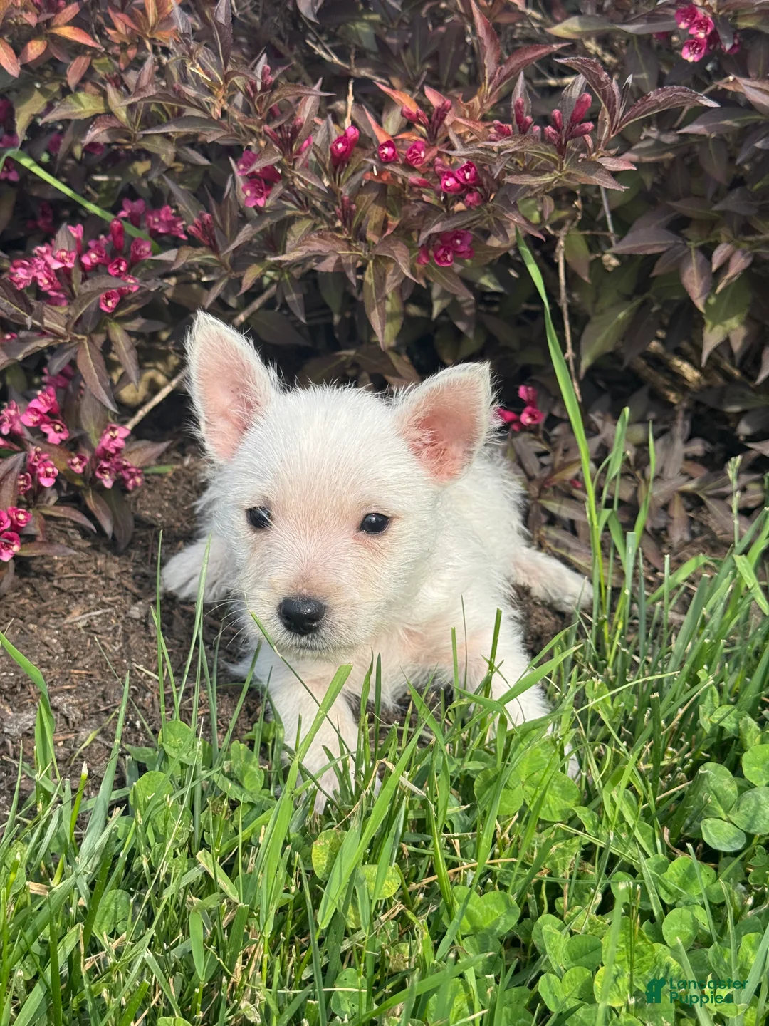 West Highland Terrier dogs for sale: Waylon - Ad 2