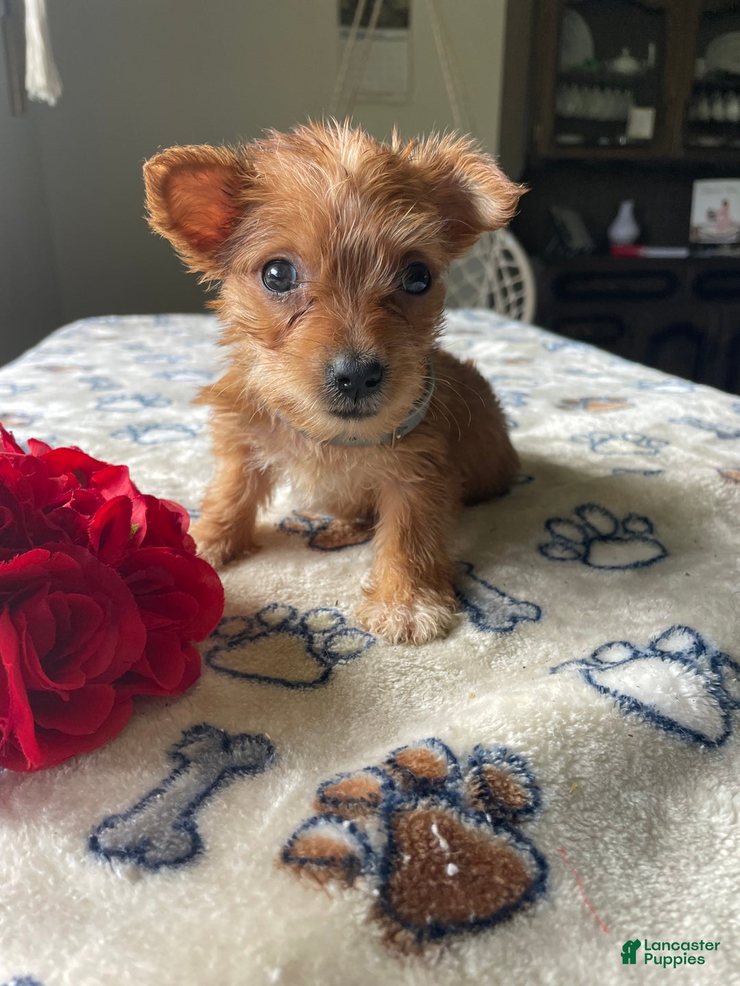 Morkie dogs for sale: Agnes - Ad 3