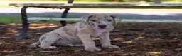 Great Dane dogs for sale: Archer - Ad 3