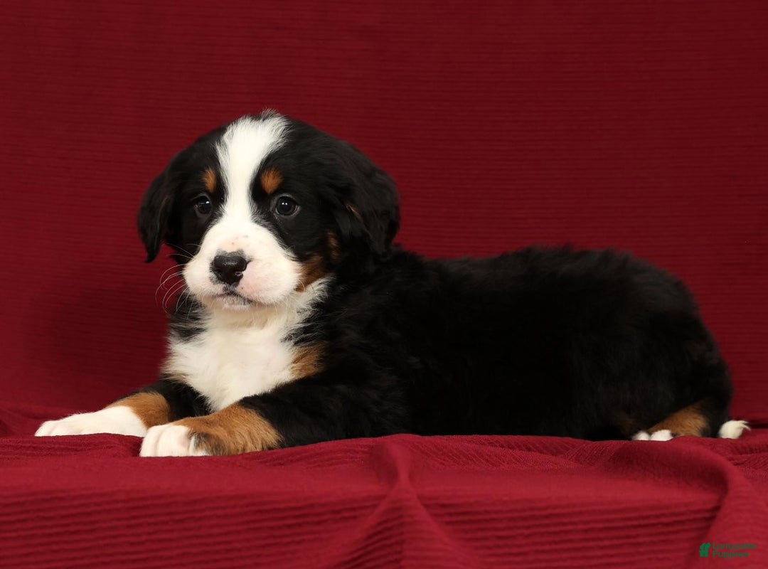 Bernese Mountain Dog dogs for sale: King - Ad 5