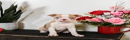 Boston Terrier dogs for sale: Chloe - Ad 2