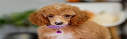 Toy Poodle dogs for sale: Willow - Ad 8