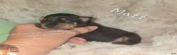 Miniature Pinscher dogs for sale:  Matt black and rust  - Ad 11