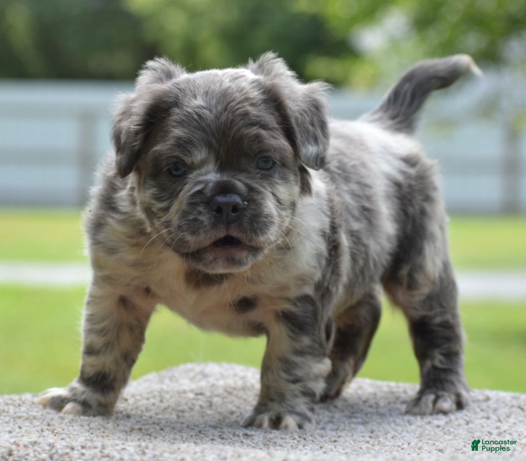 Gray Beabull Breeder Breed Beagle Bull Puppy Beagle Bulldog British Bulldog  Cross, image size:1080x945