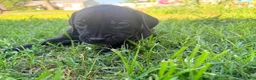 Cane Corso dogs for sale: Rufus AKC blue collar - Ad 3