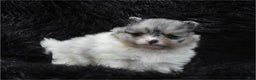 Pomeranian dogs for sale: Pomeranian Puppy 2 - Ad 4