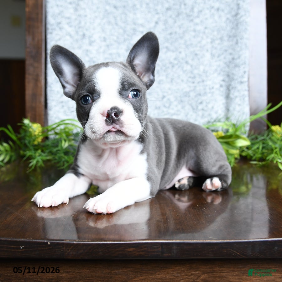 Boston Terrier dogs Ellie - Ad 1