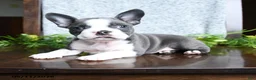 Boston Terrier dogs for sale: Ellie - Ad 1