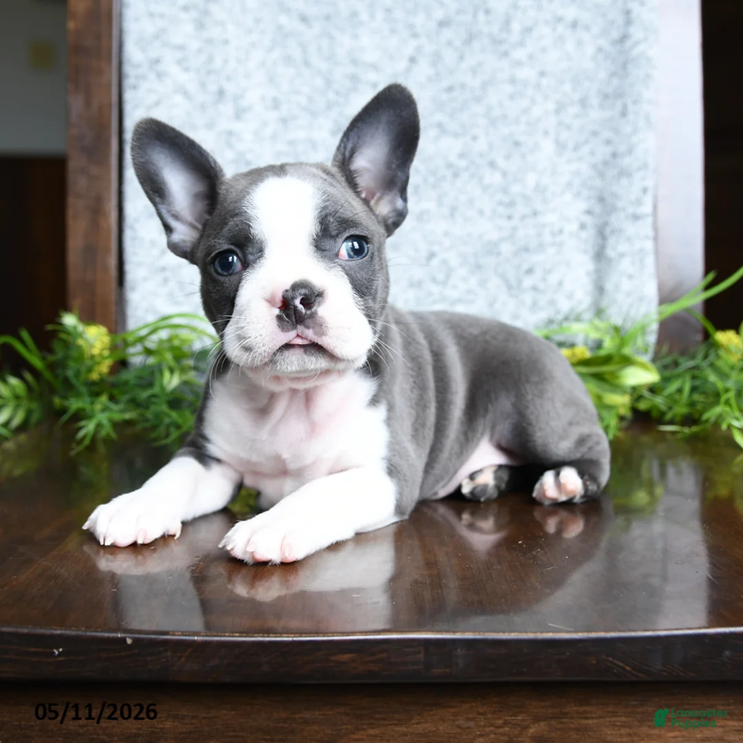 Boston Terrier dogs for sale: Ellie - Ad 1