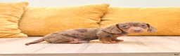 Miniature Dachshund dogs for sale: Duke - Ad 4