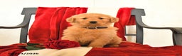Golden Retriever dogs for sale: Jeff - Ad 1