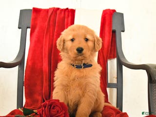 Golden Retriever dogs Jeff - Ad 9
