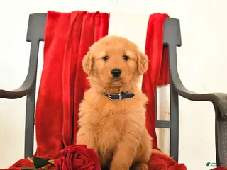 Golden Retriever dogs Jeff - Ad 8