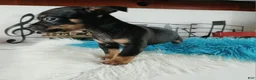 Chihuahua dogs for sale: Autumns blk tan boy Nationwide delivery  - Ad 3