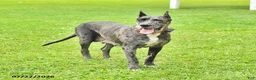Great Dane dogs for sale: Bailey - Ad 4