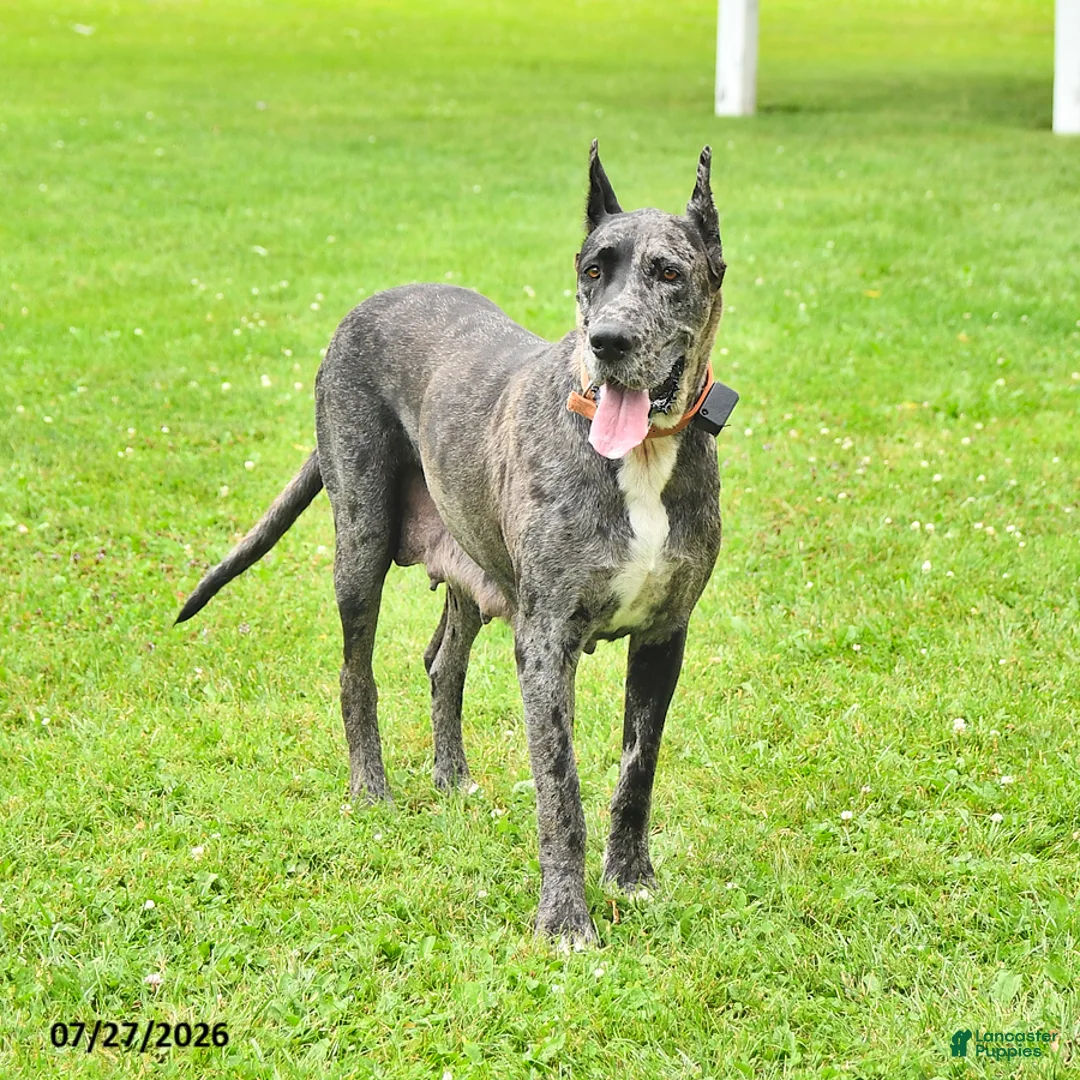 Great Dane dogs for sale: Bailey - Ad 4