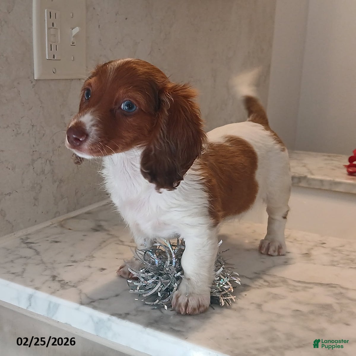 Miniature Dachshund dogs Honey - Ad 2