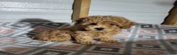 Toy Poodle dogs for sale: Sophie - Ad 4