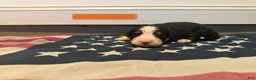 Bernese Mountain Dog dogs for sale: Orange - Ad 10
