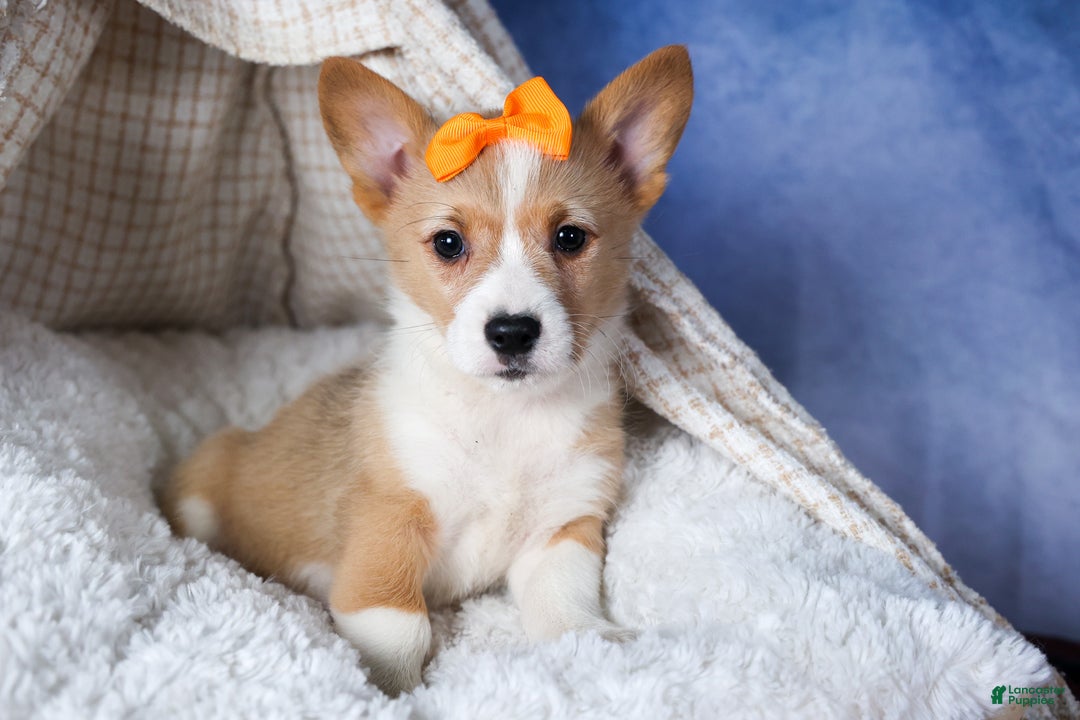 Welsh Corgi Pembroke dogs for sale: Milly - Ad 11
