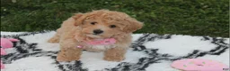 Bichpoo dogs for sale: Aubrey - Ad 13
